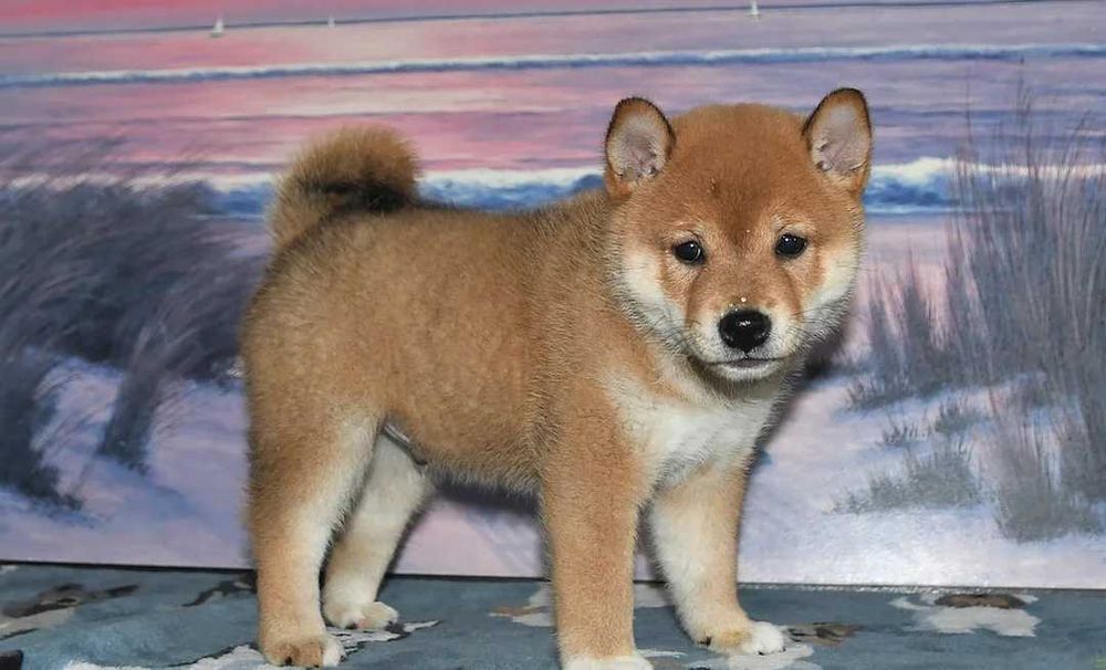 Shiba inu dsponivel