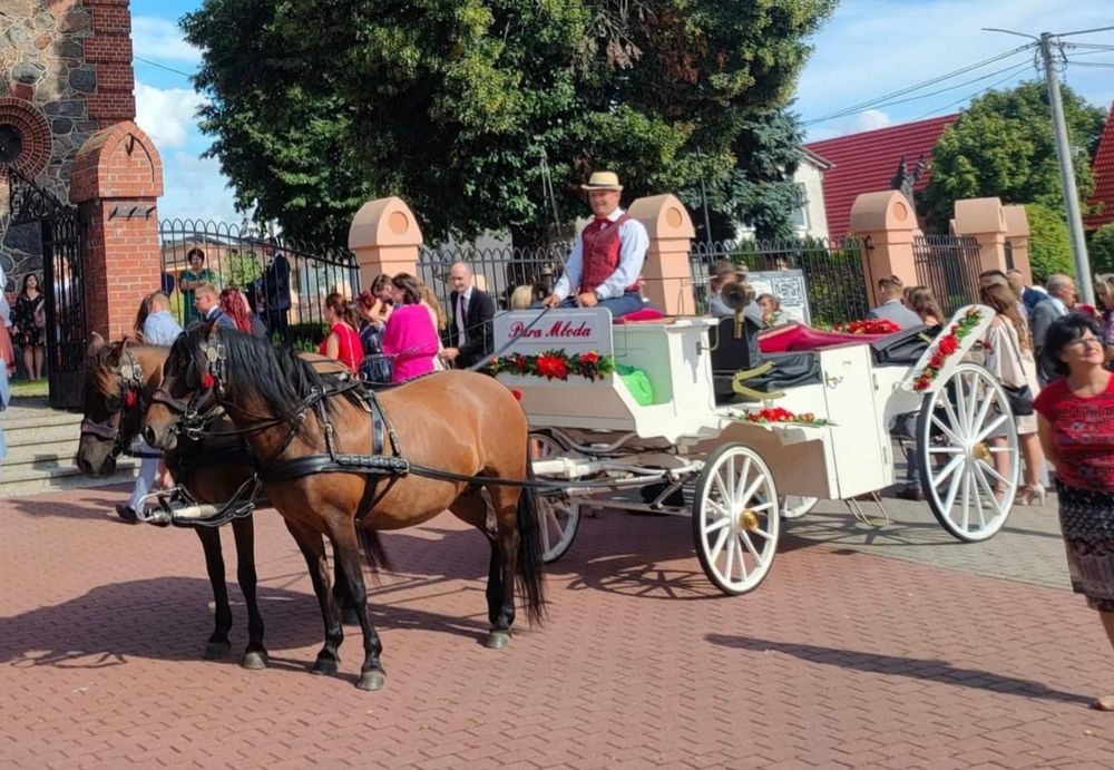 Karoca do ślubu  Powóz konny Bryczka.