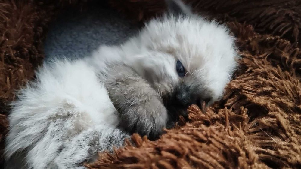 Kociak Neva masquerade/syberyjski