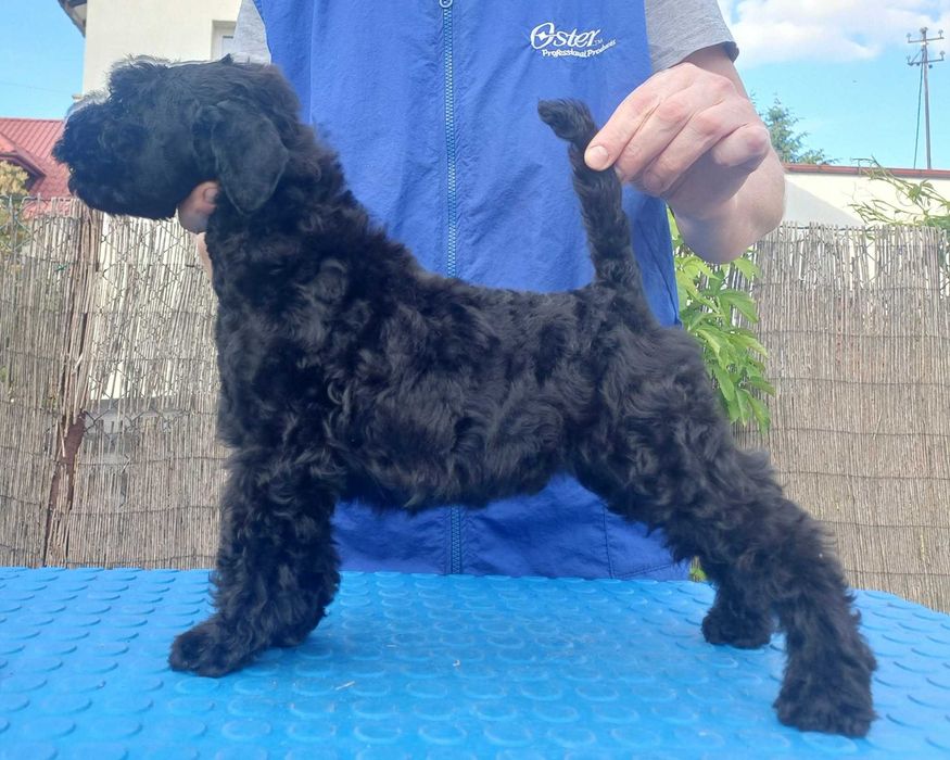 Kerry blue terrier