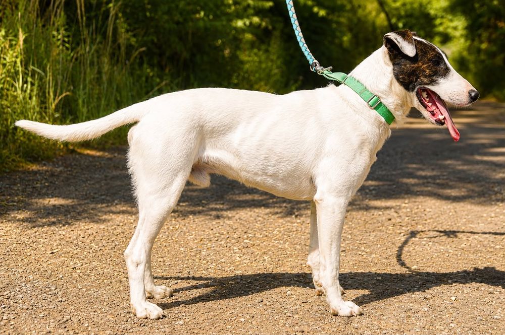 Cooper- wpatrzony w człowieka mix bullterier szuka domu
