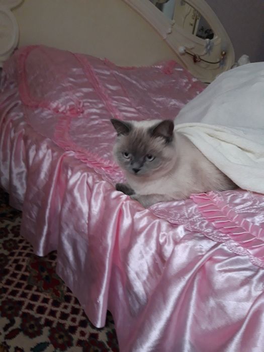 Блю-поинт страйт/ девочка