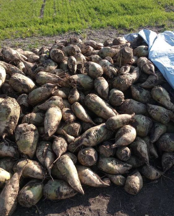 Buraki pastewne  buraki opasowe