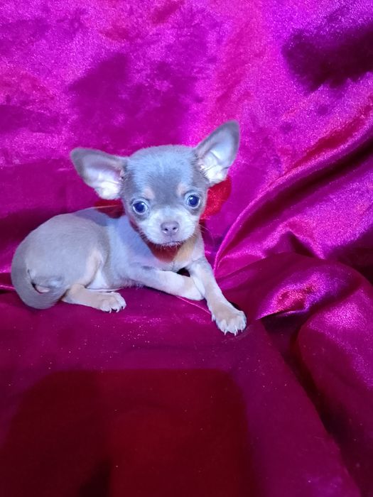 Мини радость в  вашу семью