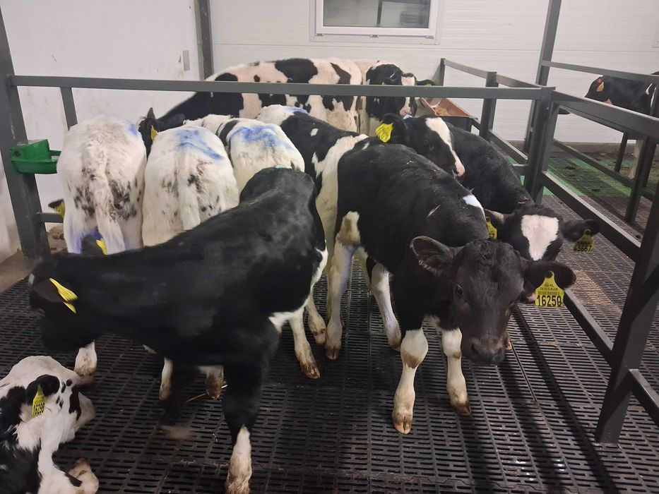 byczki cielaki cielęta na mleko