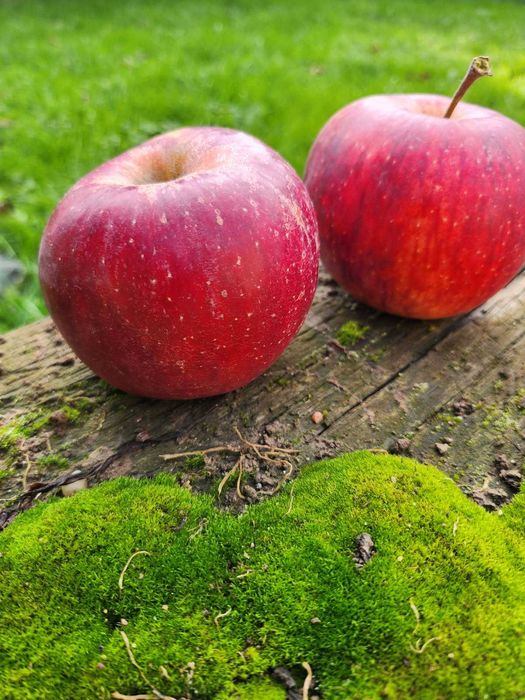 Jabłka rubinola 5 kg