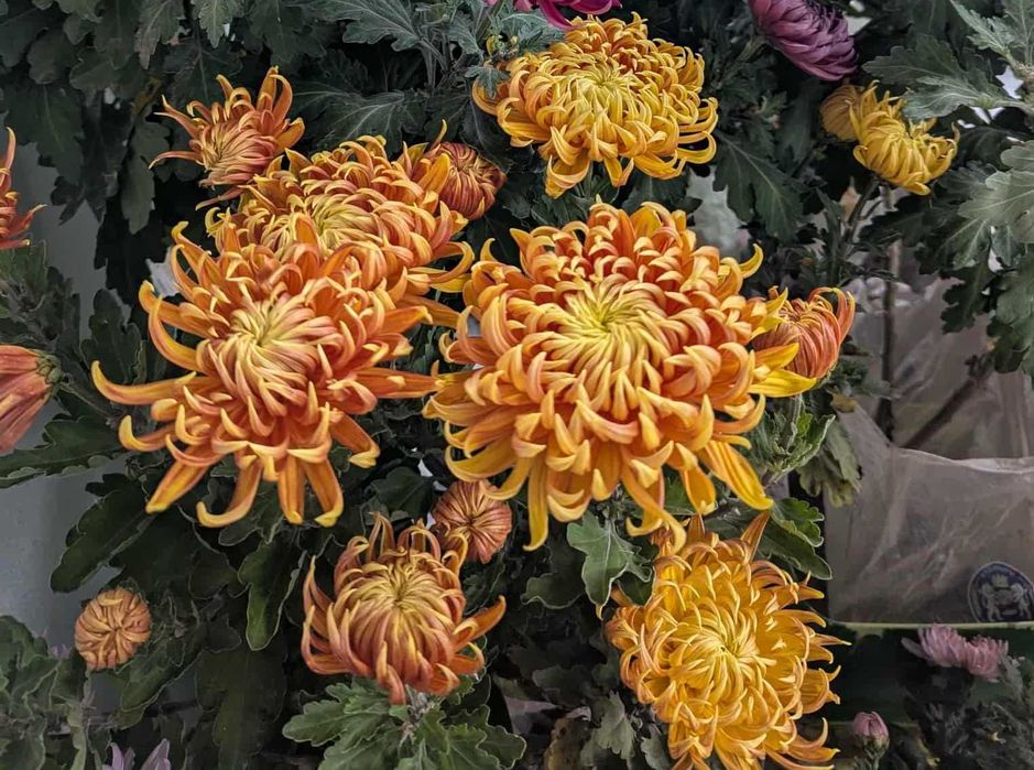 Хризантема великоквіткова