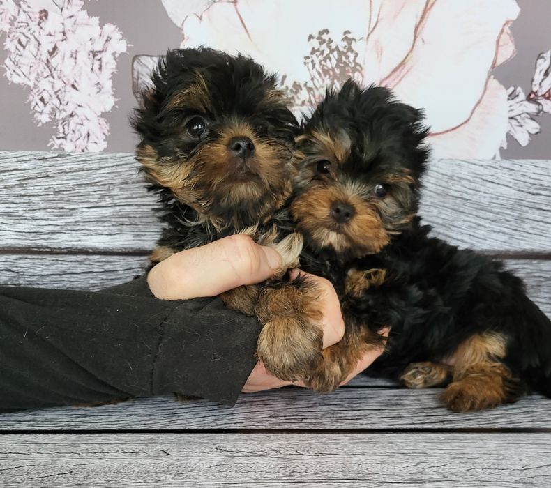 Маленькі міні дуже гарні йорки