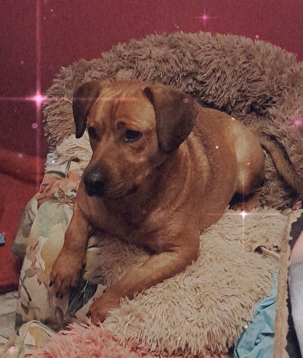 Zwykły piesio szuka niezwykłego OPIEKUNA