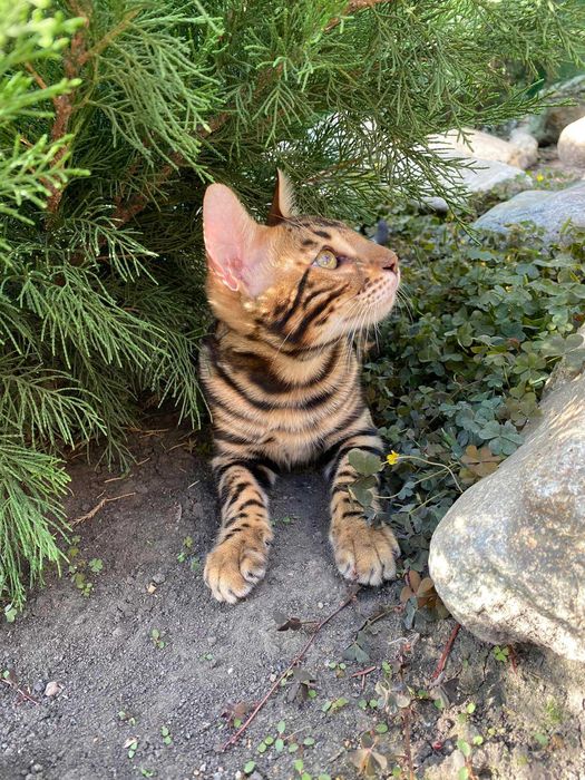 Kocurek Bengalski gotowy do odbioru Rodowód FPL/FIFE