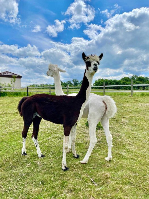 Alpaka samiec huacaya