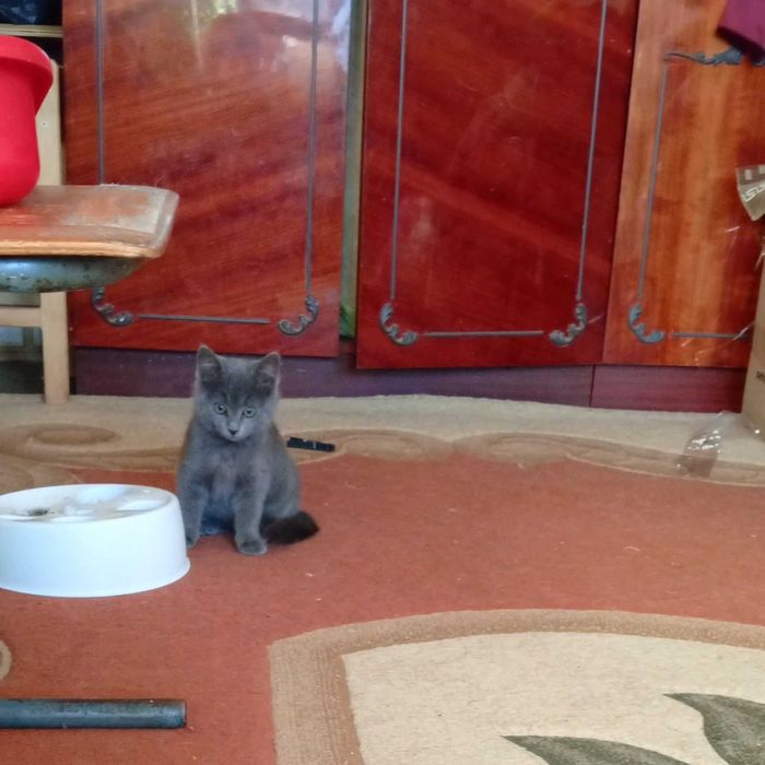 Котята в хорошие руки