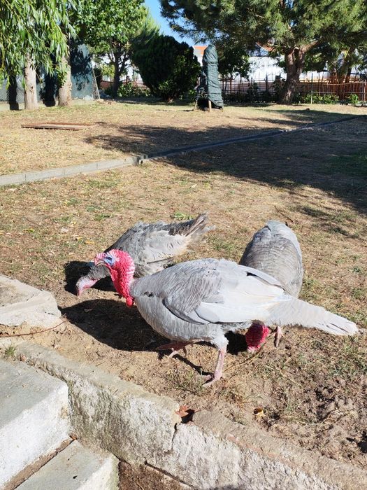 Perus adultos cinzento e castanho