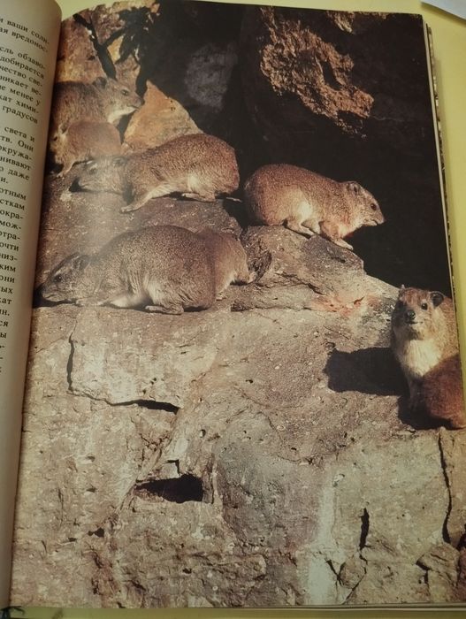 Давид Эттенборро Живая планета