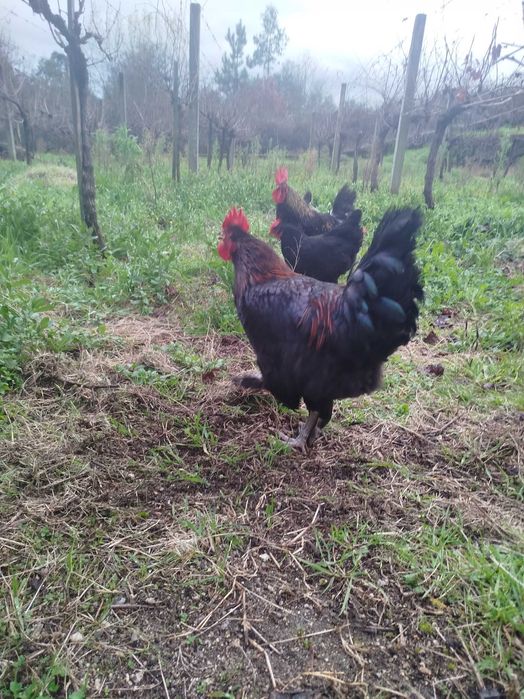 Galos cruzados de Marans