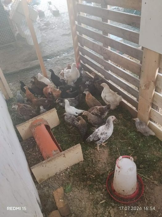 Nadwyżka drobiu różnych ras