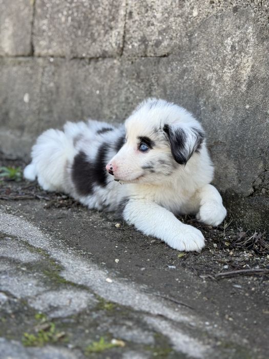 Border Collie Azul Merle