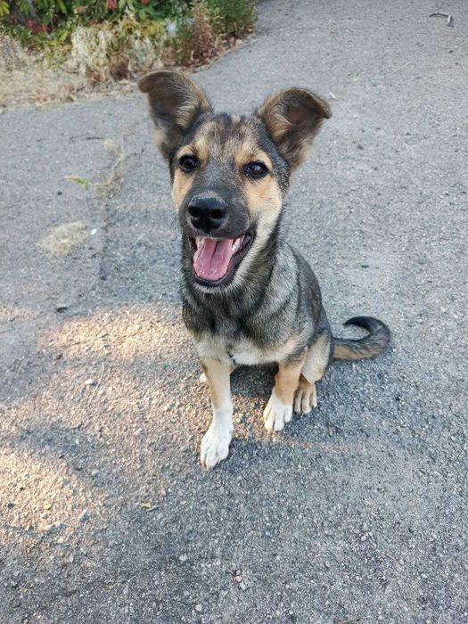 Собачка Тома ищет дом и хозяина