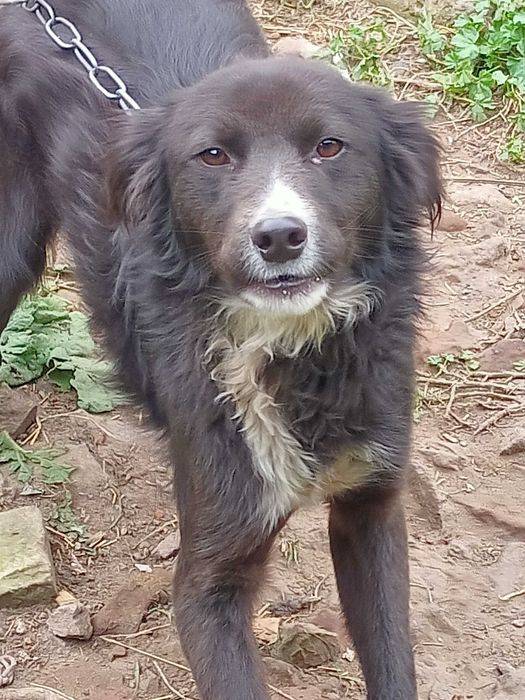 Отдадим собаку. Срочно