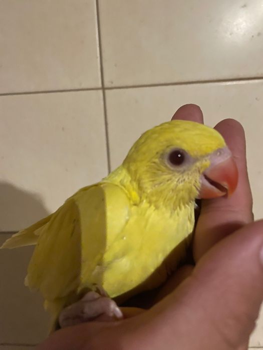 Ring neck domesticados com cedência e sexagem