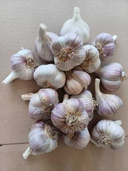 Czosnek obierany z polskiego czosnku extra jakość  5kg