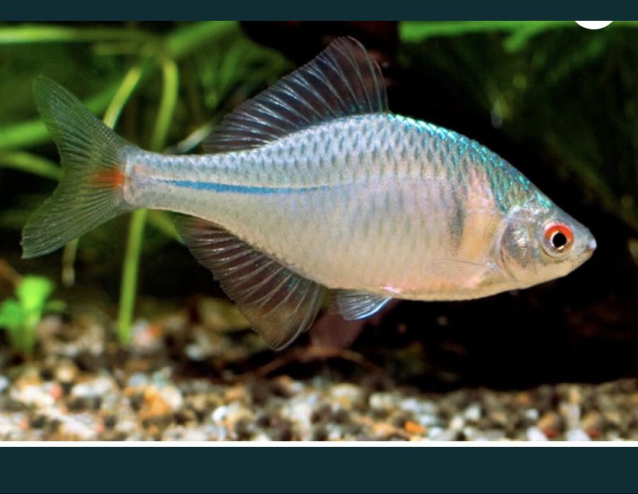 Komplet Piekne ryby rybki stadko 30 szt  ! ew zamienie na akwarium