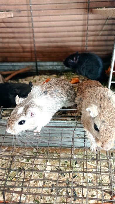 Домашні ,декоративні піщані миші