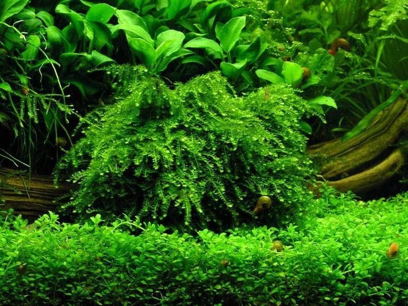 Weeping Moss (Vesicularia ferriei) – Musgo para Aquário