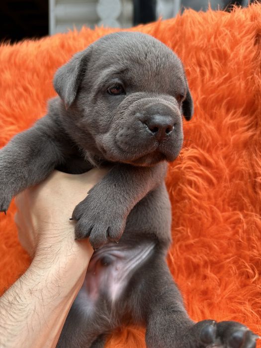 Голубий Cane Corso Арон 1 місяць— чистокровний щеня