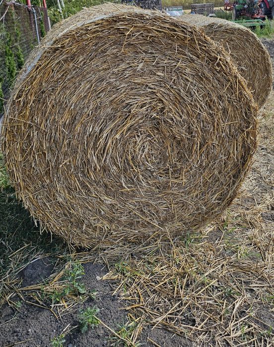 Sprzedam tegoroczne baloty słomy pszenicznej 120 cm