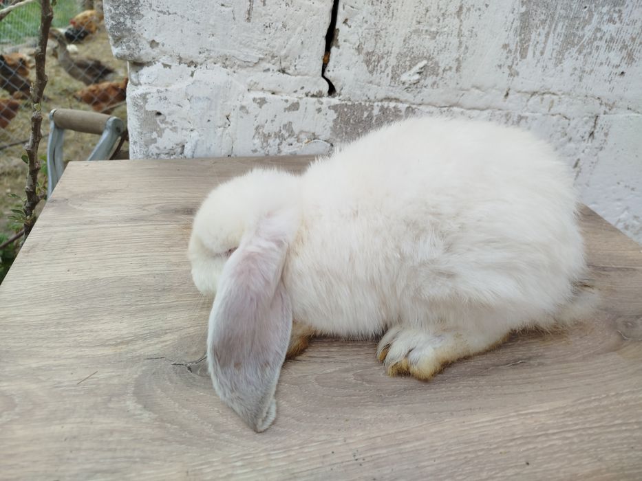 Witam sprzedam   królika rasy baran francuski