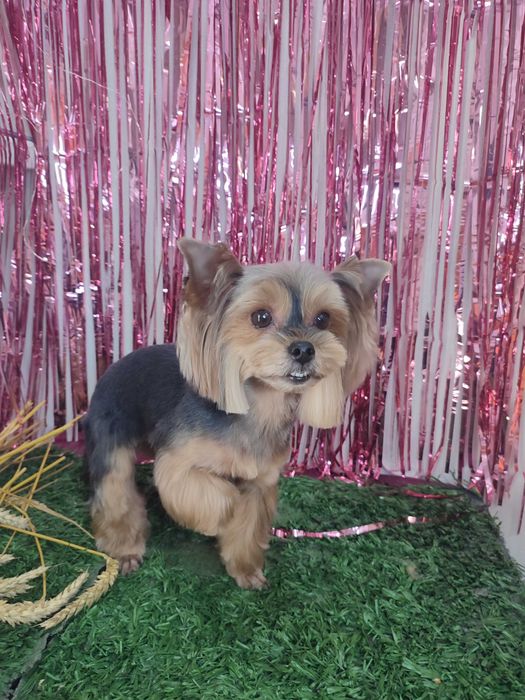 Грумінг стрижка собак Грумер метро Харківська