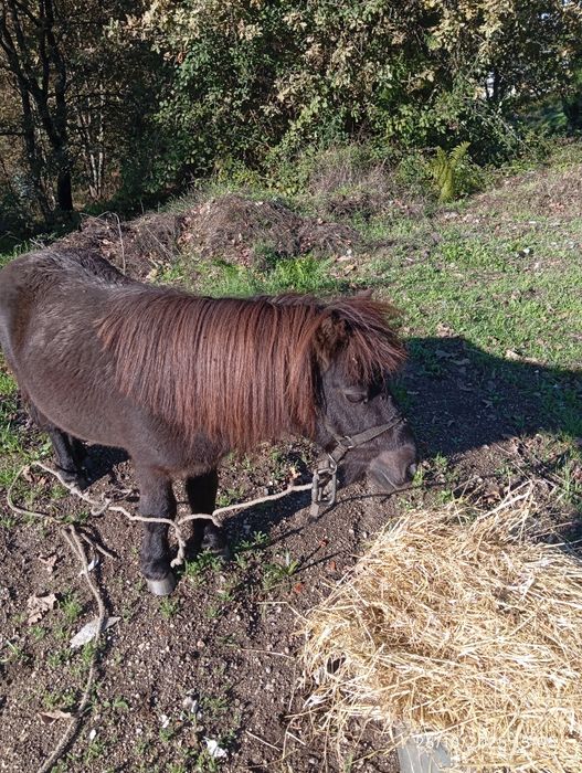 Vendo pônei raça pequena