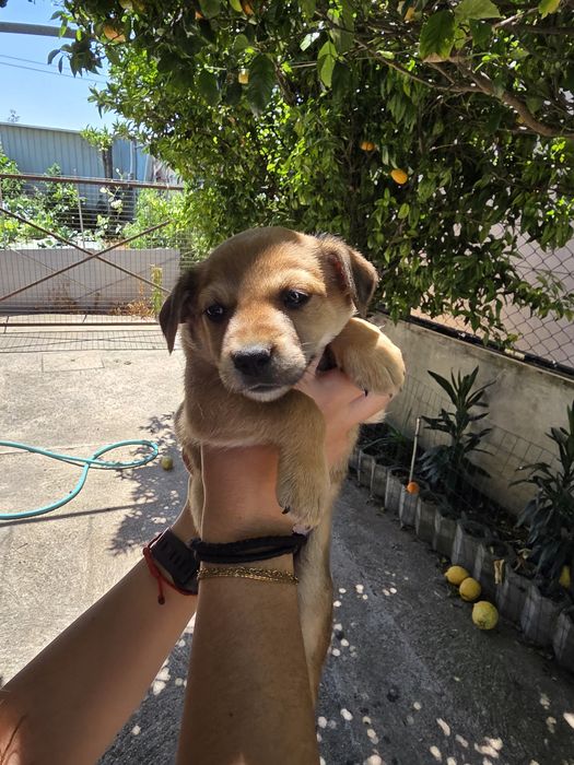 Cadela para adoção responsável
