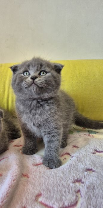 Macho Scottish Fold