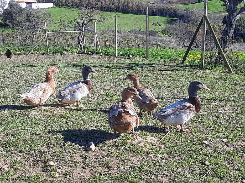 OVOS Patos ROUEN SAXONY