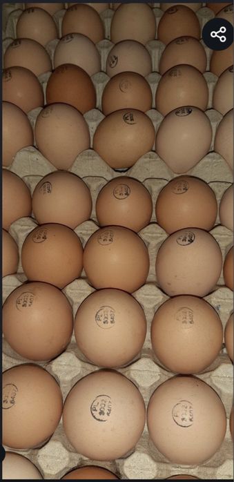 Инкубационные яйца несушек