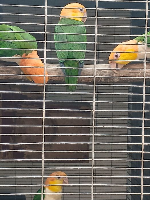 Marianinhas cabeça amarela  criadas pelos pais