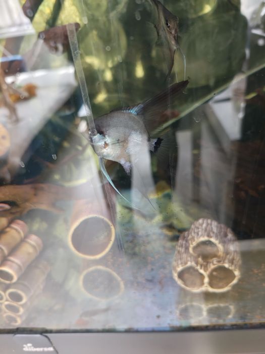 Skalar paraiba blue