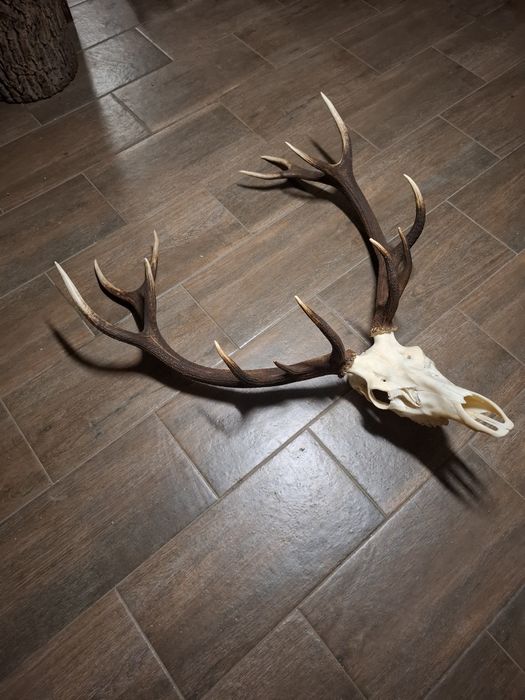 Poroże wieniec jelenia 14-staka