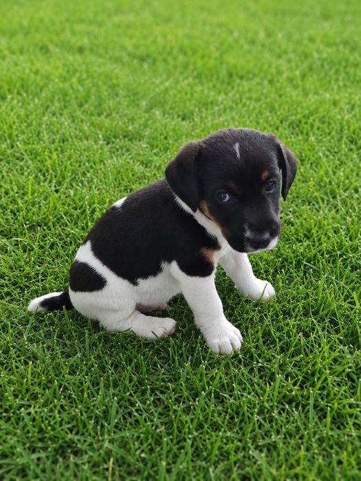 ..Jack Russell..