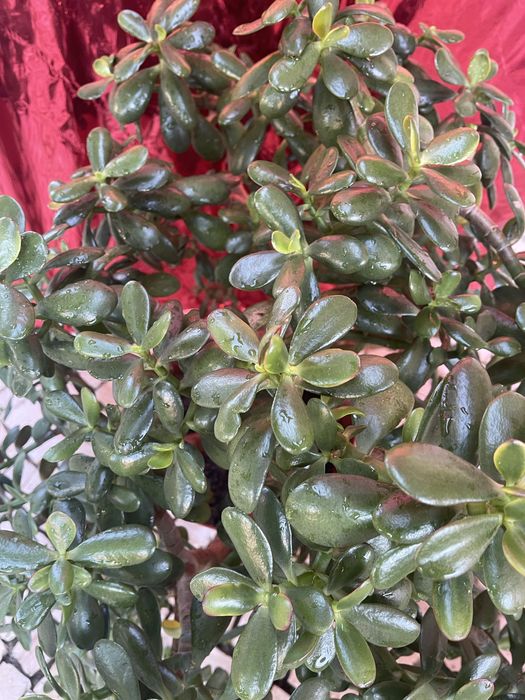 Plantas diversas em vasos (crassula, espada s.jorge, bambu)