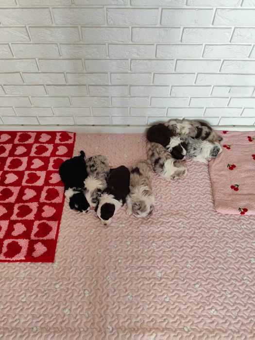 Border collie. Szczeniak. Badania