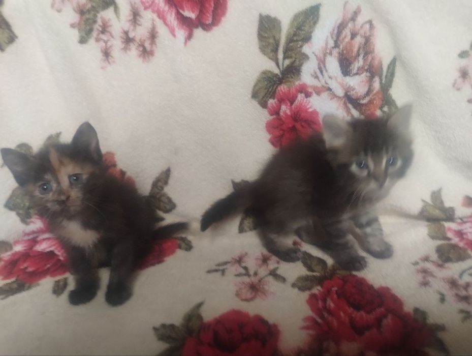 Віддам котят в добрі руки