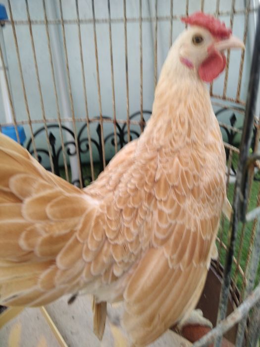 Garnizos machos Sebright e Phoenix