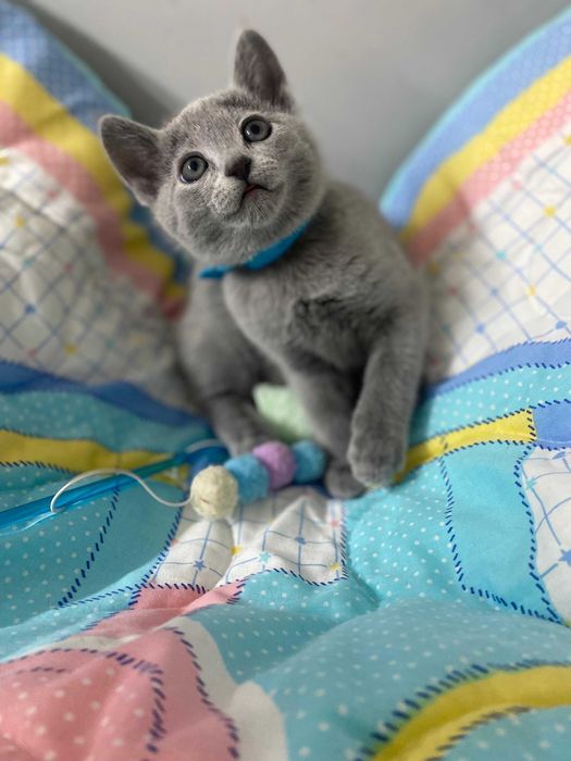 Kocurek Rosyjski Niebieski FPL