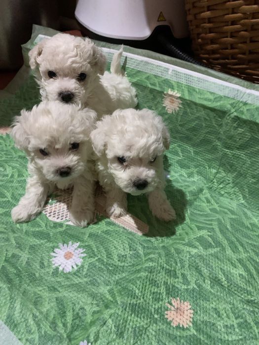 Цуценята Бішон-фрізе