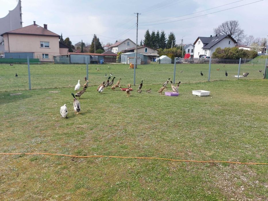 Sprzedam kaczki/kaczorki rasy biegus