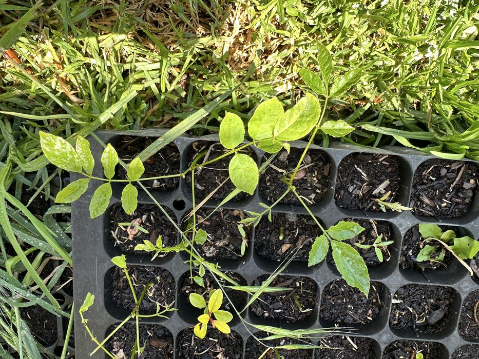 Trepadeira glicinia roxa em pezinhos germinadas