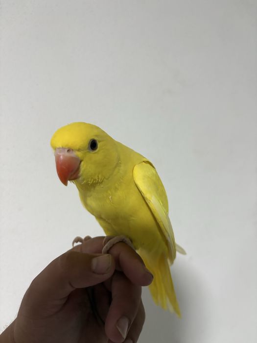 Vendo Ring Neks e loris Domesticados